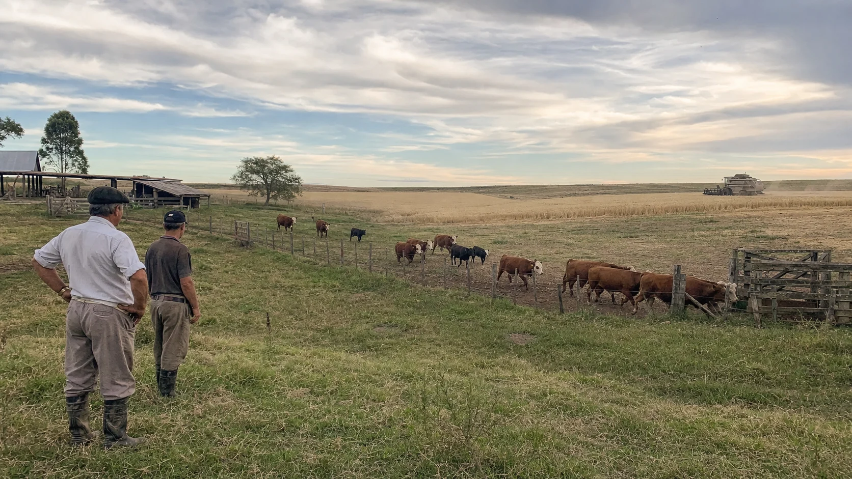 Produtor com rebanho e trigo no Rio Grande do Sul
